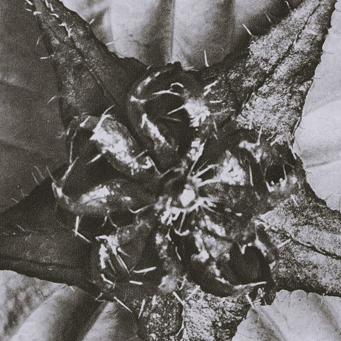 Snowbird, The Magic Garden of Nature, autumn blossom black and white photograph by Karl Blossfeldt Coffee Mug Gallery Image 2