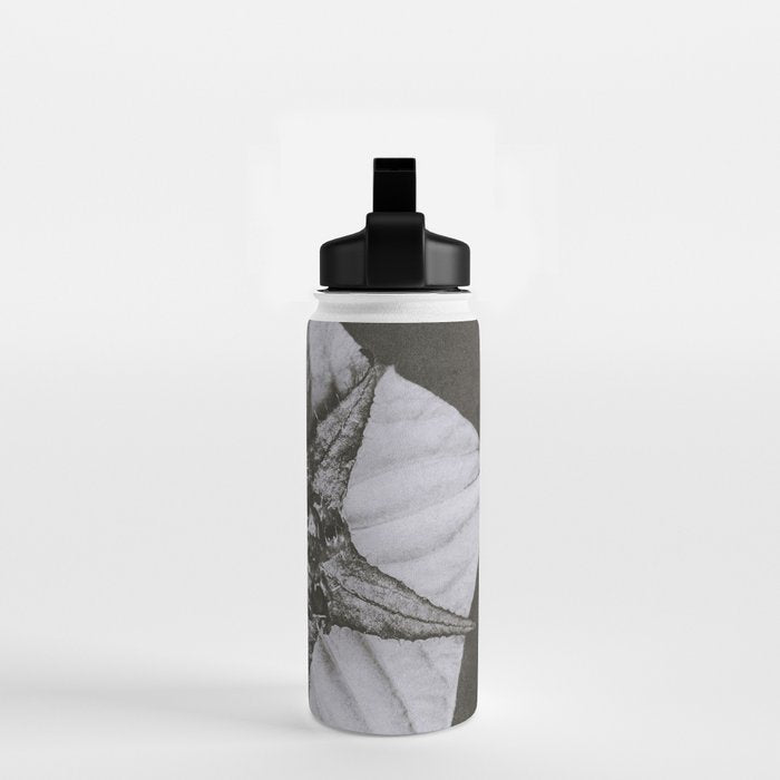Snowbird, The Magic Garden of Nature, autumn blossom black and white photograph by Karl Blossfeldt Water Bottle Gallery Image 2