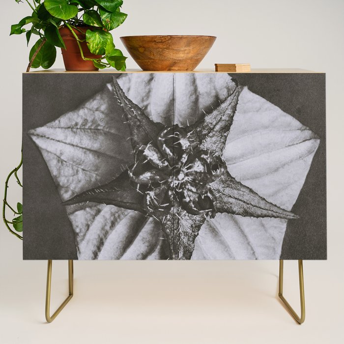 Snowbird, The Magic Garden of Nature, autumn blossom black and white photograph by Karl Blossfeldt Credenza Gallery Image 1