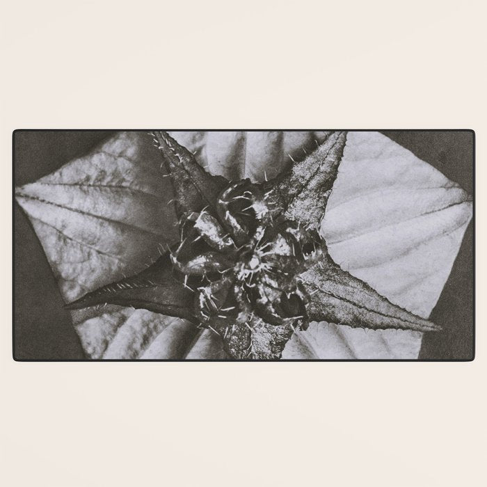 Snowbird, The Magic Garden of Nature, autumn blossom black and white photograph by Karl Blossfeldt Desk Mat Gallery Image 3