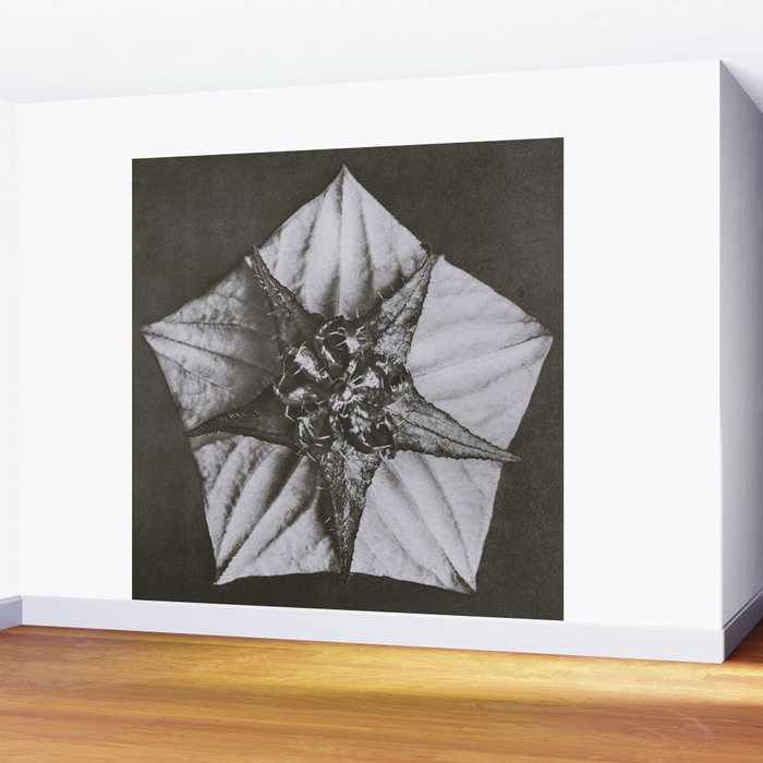 Snowbird, The Magic Garden of Nature, autumn blossom black and white photograph by Karl Blossfeldt Wall Mural Gallery Image 2