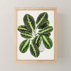 Maranta Lemon lime interior Plant Mini Art Print Gallery Image 1