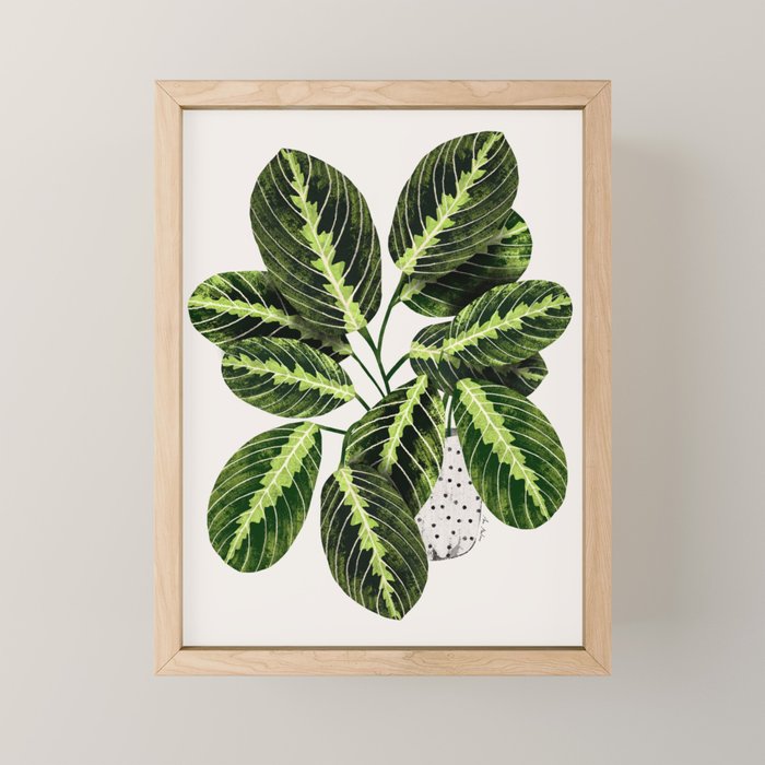 Maranta Lemon lime interior Plant Mini Art Print Gallery Image 1