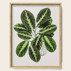 Maranta Lemon lime interior Plant Serving Tray Gallery Image 1