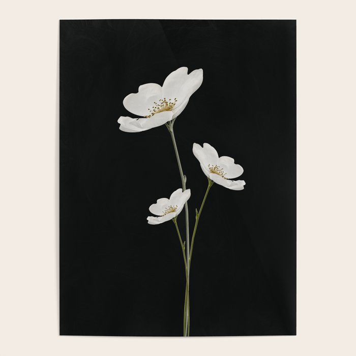 Flowers 5 Poster Gallery Image 1