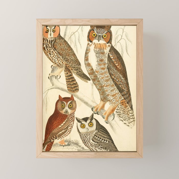 Owls from The Edinburgh Journal, 1835 (benefitting The Nature Conservancy) Mini Art Print Gallery Image 1