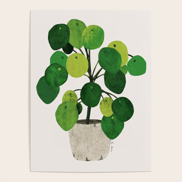 Pilea Peperomioides interior plant Poster Gallery Image 4