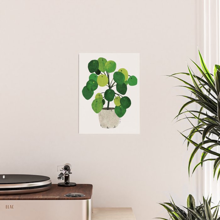 Pilea Peperomioides interior plant Poster Gallery Image 2