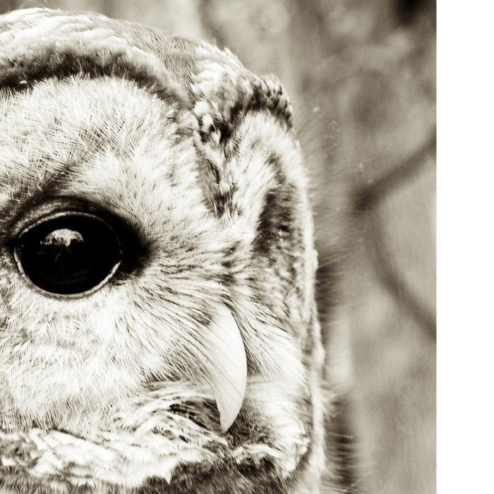 Wise Old Owl Coffee Mug Gallery Image 2