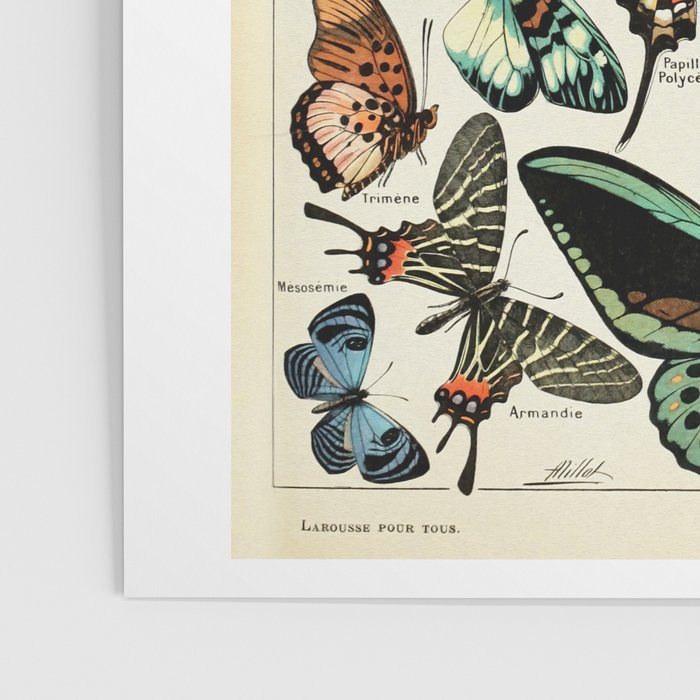 Papillon I Vintage French Butterfly Charts by Adolphe Millot Poster Gallery Image 3