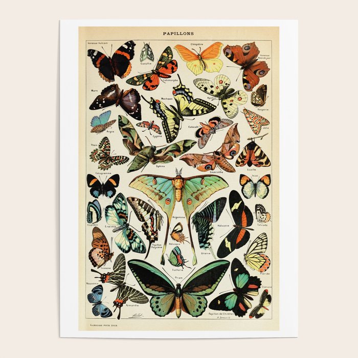 Papillon I Vintage French Butterfly Charts by Adolphe Millot Poster