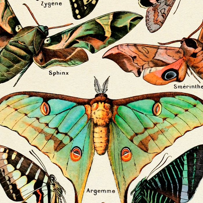Papillon I Vintage French Butterfly Charts by Adolphe Millot Coffee Mug Gallery Image 2