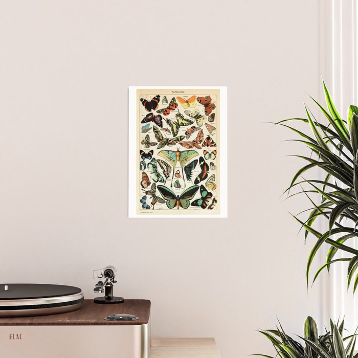 Papillon I Vintage French Butterfly Charts by Adolphe Millot Poster Gallery Image 2