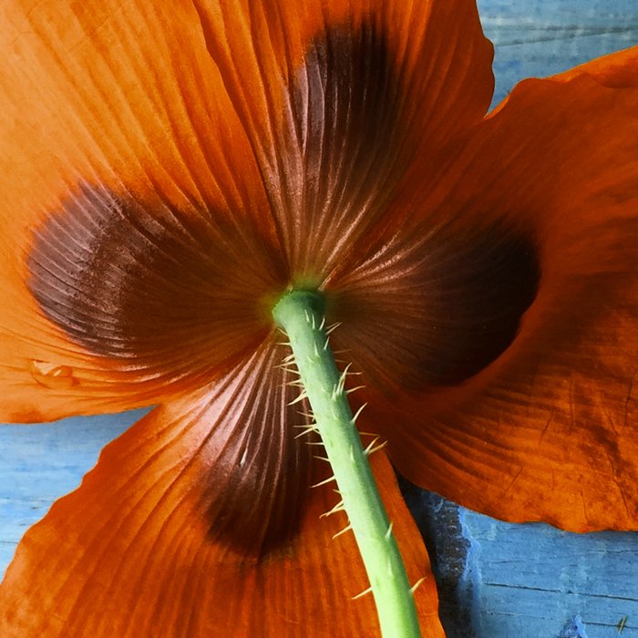 Red Poppy on Blue Coffee Mug Gallery Image 2