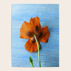 Red Poppy on Blue Poster Gallery Image 4