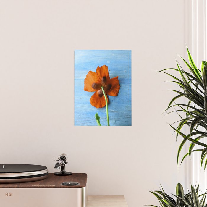 Red Poppy on Blue Poster Gallery Image 2