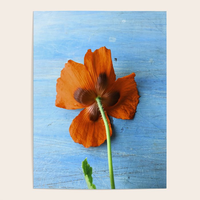 Red Poppy on Blue Poster Gallery Image 1