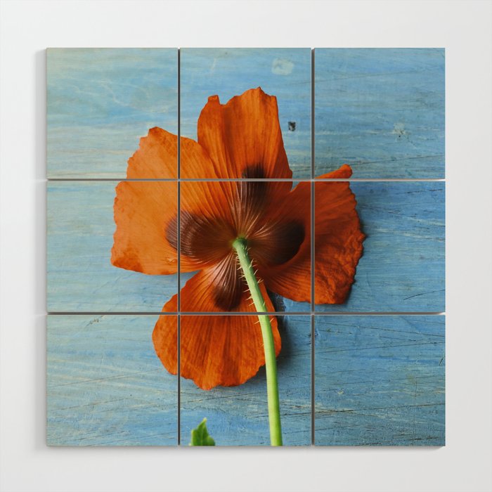 Red Poppy on Blue Wood Wall Art Gallery Image 1