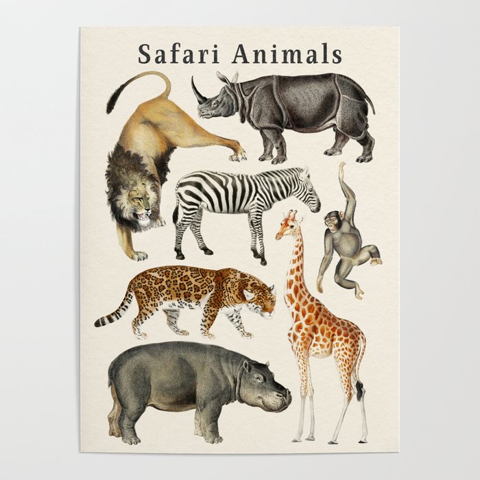 Safari Animals Collection Poster Gallery Image 1