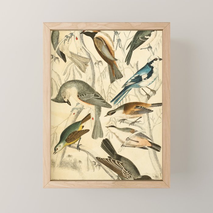 Titmice from The Edinburgh Journal, 1835 (benefitting The Nature Conservancy) Mini Art Print Gallery Image 1