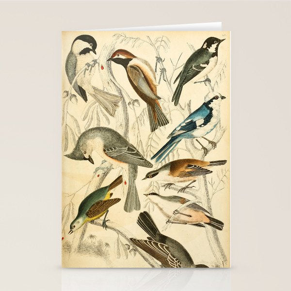 Titmice from The Edinburgh Journal, 1835 (benefitting The Nature Conservancy) Stationery Card Gallery Image 2