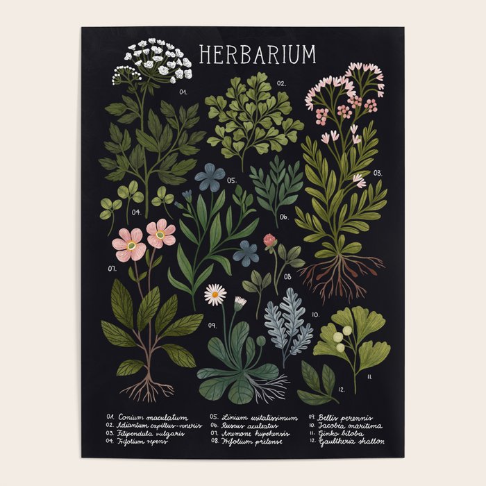 Herbarium ~ vintage inspired botanical art print ~ black Poster Gallery Image 1