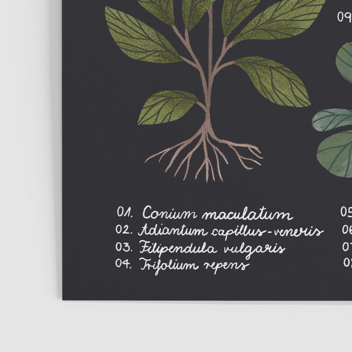 Herbarium ~ vintage inspired botanical art print ~ black Poster Gallery Image 3