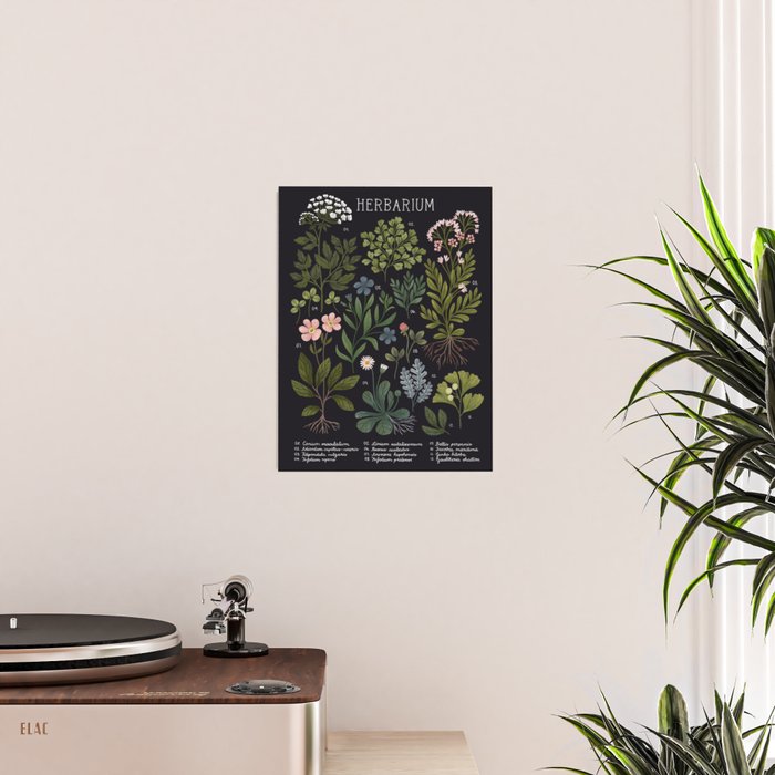 Herbarium ~ vintage inspired botanical art print ~ black Poster Gallery Image 2