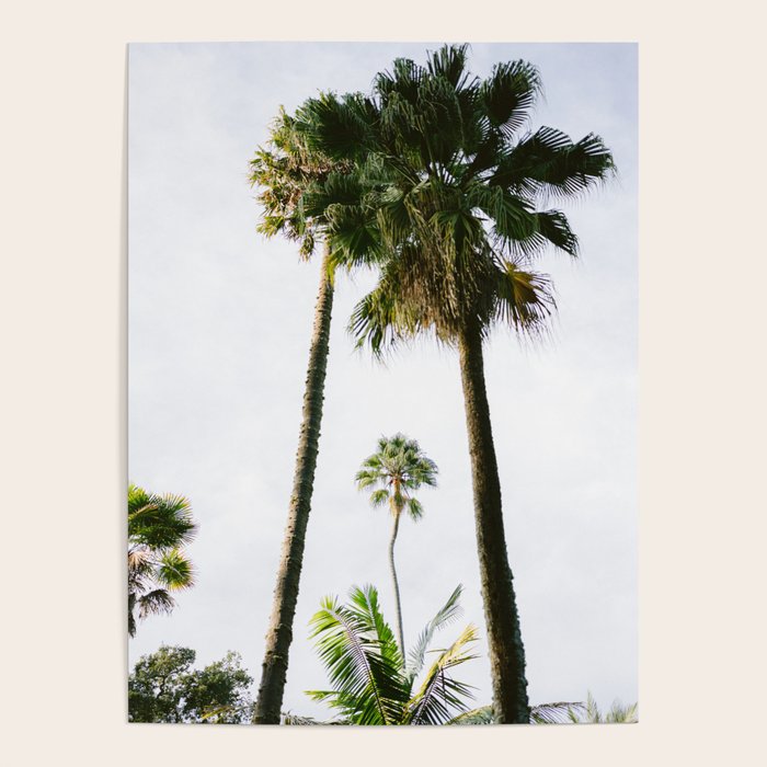 For the love of palm trees | Sintra Portugal fine art travel photography print Poster Gallery Image 4