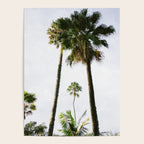 For the love of palm trees | Sintra Portugal fine art travel photography print Poster Gallery Image 4
