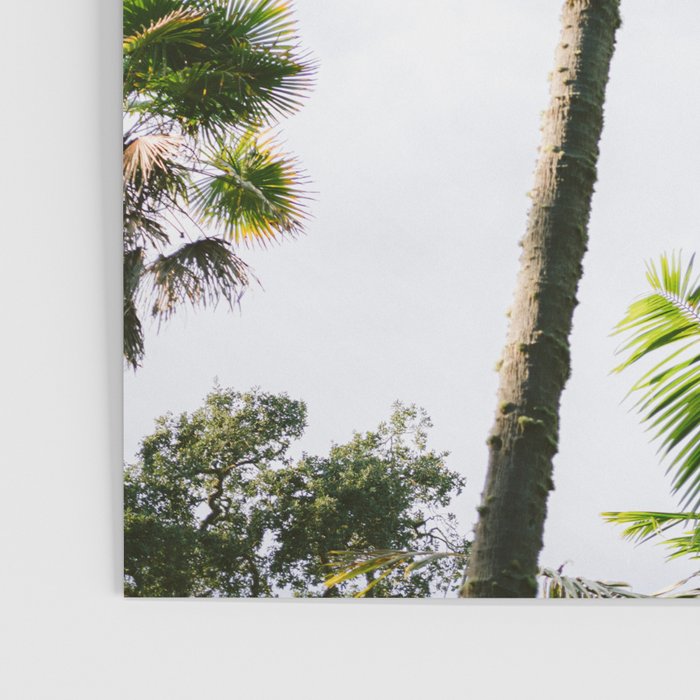 For the love of palm trees | Sintra Portugal fine art travel photography print Poster Gallery Image 3