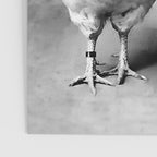 Boy And Chicken, Funny Black and White Old Photo Poster Gallery Image 3