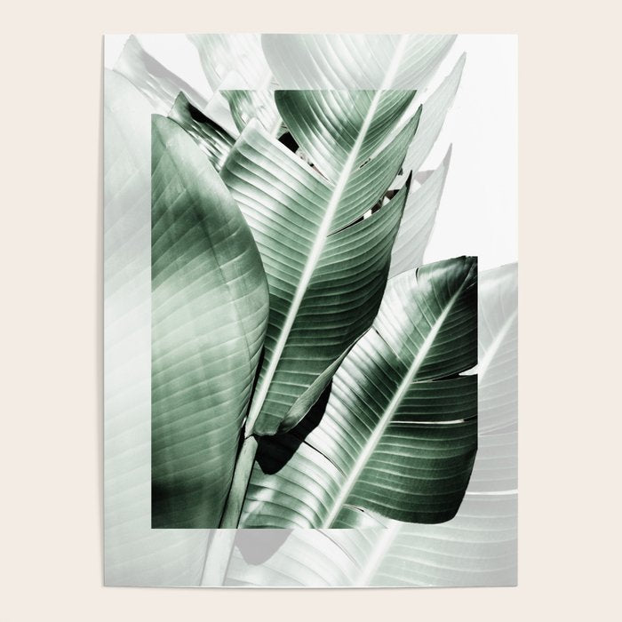 Banana leaf akin Poster Gallery Image 4