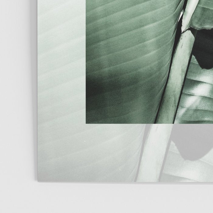 Banana leaf akin Poster Gallery Image 3