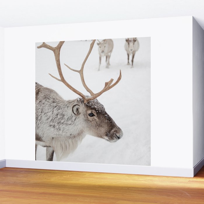 Reindeer With Antlers Art Print | Tromsø Norway Animal Snow Photo | Arctic Winter Travel Photography Wall Mural Gallery Image 2