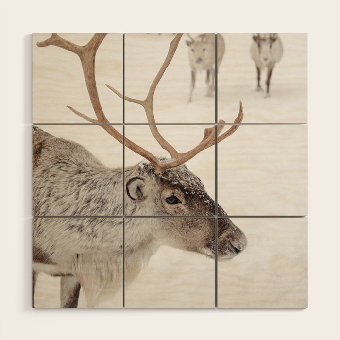 Reindeer With Antlers Art Print | Tromsø Norway Animal Snow Photo | Arctic Winter Travel Photography Wood Wall Art Gallery Image 1