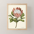 protea plant #watercolor Mini Art Print Gallery Image 1