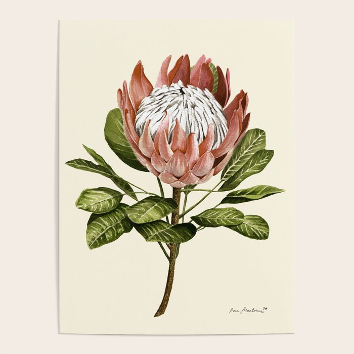 protea plant #watercolor Poster Gallery Image 1