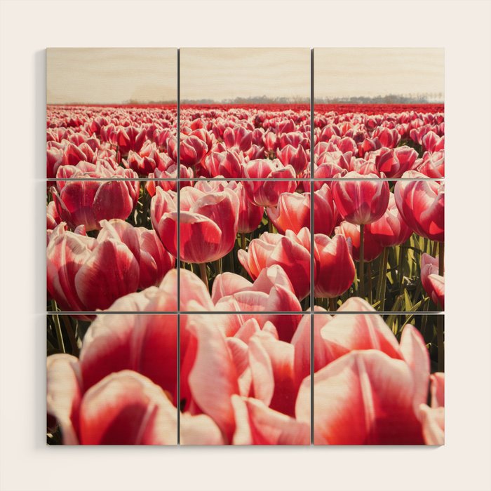 Tulip Field In Holland Floral Photo | Europe Travel Photography Red Flowers Spring Art Print Wood Wall Art Gallery Image 1