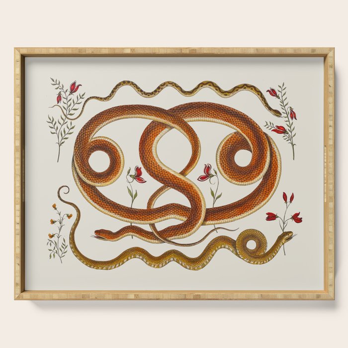 Albertus Seba Snakes Flowers Engraving ii Serving Tray Gallery Image 1