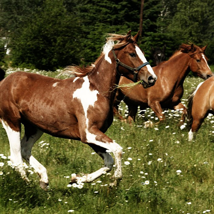 Spring Horse Run Coffee Mug Gallery Image 2