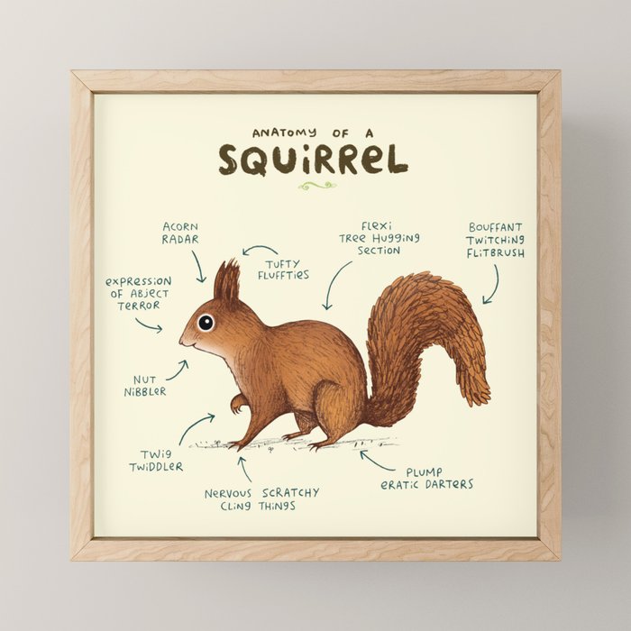Anatomy of a Squirrel Mini Art Print Gallery Image 1