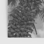 Black and white palm tree in Spain - summer nature and travel photography.  Poster Gallery Image 3