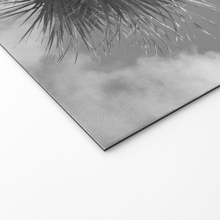 Black and white palm tree in Spain - summer nature and travel photography.  Welcome Mat Gallery Image 2