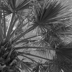 Black and white palm tree in Spain - summer nature and travel photography.  Coffee Mug Gallery Image 2