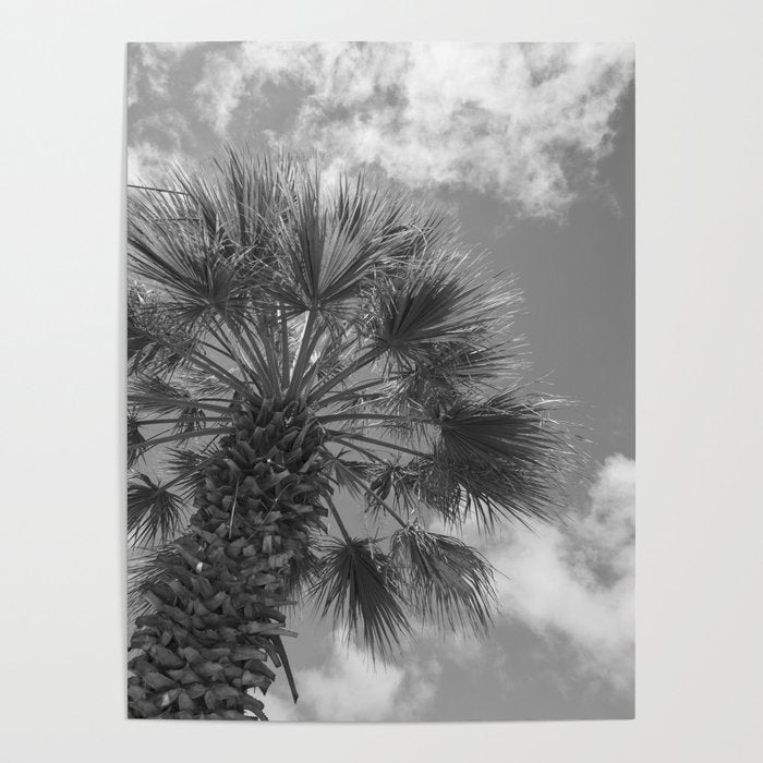Black and white palm tree in Spain - summer nature and travel photography.  Poster Gallery Image 4