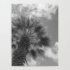 Black and white palm tree in Spain - summer nature and travel photography.  Poster Gallery Image 4