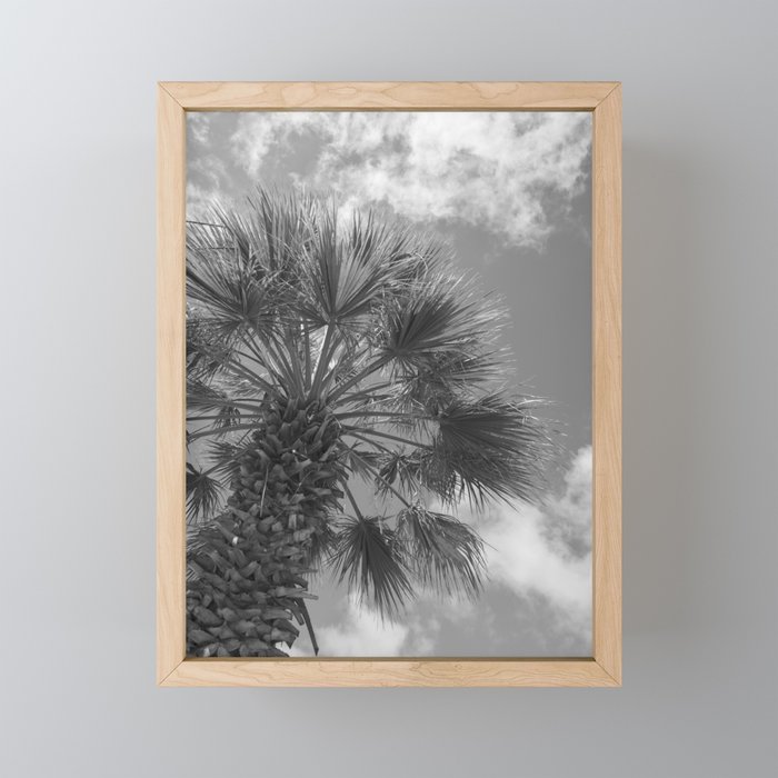 Black and white palm tree in Spain - summer nature and travel photography.  Mini Art Print Gallery Image 1