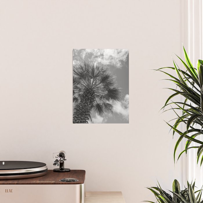 Black and white palm tree in Spain - summer nature and travel photography.  Poster Gallery Image 2