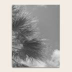 Black and white palm tree in Spain - summer nature and travel photography.  Notebook Gallery Image 4